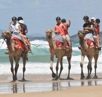 Camel Rides with Coffs Coast Camels - Accommodation NSW