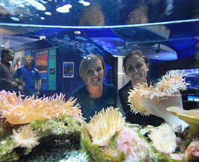 Solitary Islands Aquarium - Accommodation NSW 0