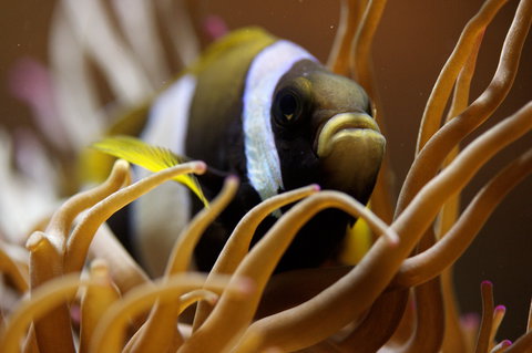 Solitary Islands Aquarium - Accommodation NSW 1