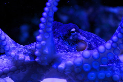 Solitary Islands Aquarium - Accommodation NSW 2