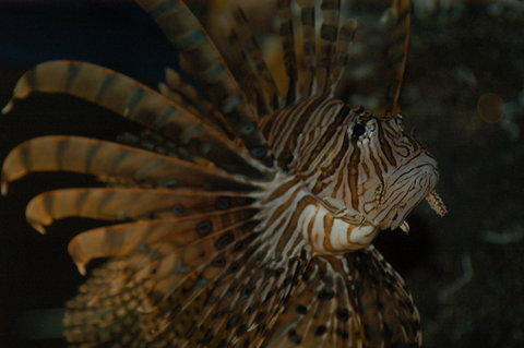 Solitary Islands Aquarium - Accommodation NSW 4