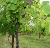 Holland Wines - Accommodation NSW