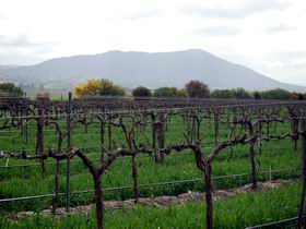 Remarkable View Wines - Accommodation NSW 1