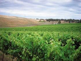 Uleybury Wines - Accommodation NSW 2