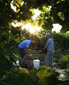 Oakdene Vineyards Restaurant And Cellar Door - Accommodation NSW 0