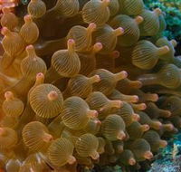 Coral Gardens Dive Site Mooloolaba - Accommodation NSW