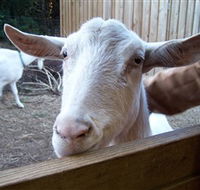 Drysdale Cheeses - Accommodation NSW
