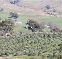 Wymah Organic Olives and Lambs - Accommodation NSW
