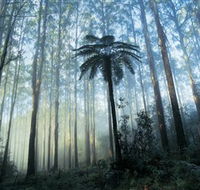 Yarra Ranges National Park - Accommodation NSW