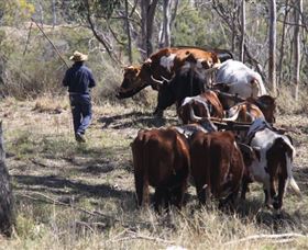 Gleneden Organic Farm And The Gleneden Bullock Team - Accommodation NSW 1