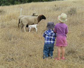 Gleneden Organic Farm And The Gleneden Bullock Team - Accommodation NSW 3