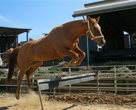 Boggy Creek Shows - Accommodation NSW 3