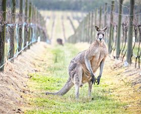 Yabby Lake Vineyard & Cellar Door - Accommodation NSW 8