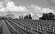 Willow Creek Vineyard - thumb 0