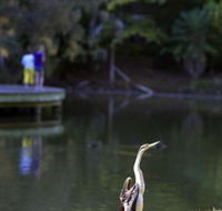 Birdwatching in the South Burnett - Accommodation NSW