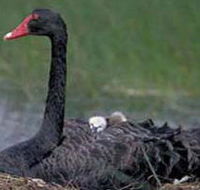 French Island Marine National Park - Accommodation NSW