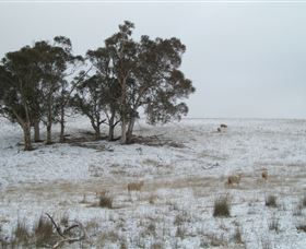Crookwell Wind Farm - Accommodation NSW 2