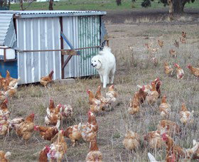 Northside Farmers Market - Accommodation NSW 1