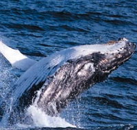 Sydney Eco Whale Watching - Accommodation NSW