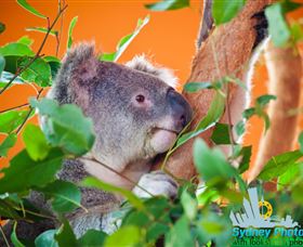 Sydney Photo Tours - Accommodation NSW 2