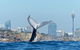 Oz Whale Watching - thumb 0