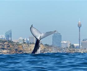 Oz Whale Watching - Accommodation NSW 0