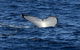 Oz Whale Watching - thumb 2