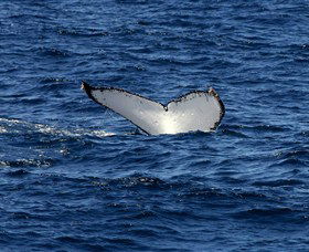 Oz Whale Watching - Accommodation NSW 2