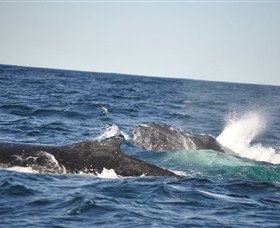 Oz Whale Watching - Accommodation NSW 3