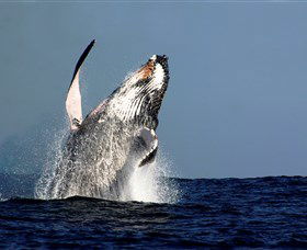 Oz Whale Watching - Accommodation NSW 1