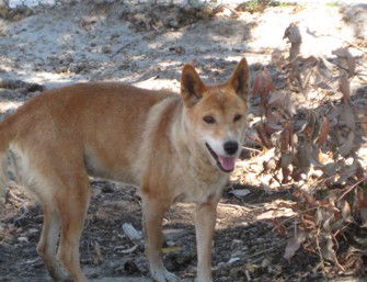 Cohunu Koala Park - Accommodation NSW 0