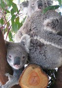 Cohunu Koala Park - Accommodation NSW 1