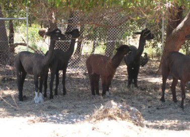 Cohunu Koala Park - Accommodation NSW 2