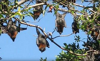 Blackbutt Reserve - Accommodation NSW 1