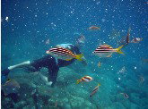 Imagine Cruises - Accommodation NSW 0