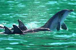 Sydney Weekend Adventures - Accommodation NSW 1