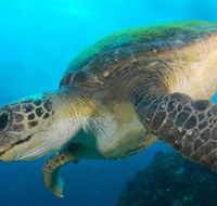 Byron Bay Dive Centre - Accommodation NSW