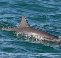 Byron Bay Dolphin Wildlife Tours - Accommodation NSW