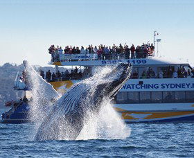 Bass & Flinders Cruises - Accommodation NSW 0