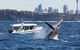 Bass & Flinders Cruises - thumb 2