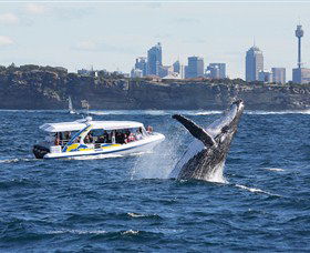 Bass & Flinders Cruises - Accommodation NSW 2