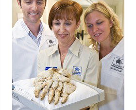 Behind The Scenes Tours At Australian Museum - Accommodation NSW 1