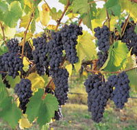 Hills Short Wine and Food Trail - Accommodation NSW