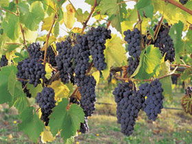 Hills Short Wine And Food Trail - Accommodation NSW 0