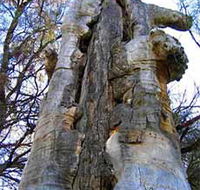 Junction Island Nature Reserve Canoe Tree and Walking Track - Accommodation NSW