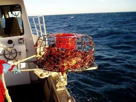 Lacepede Seafood - Accommodation NSW 1