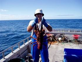 Lacepede Seafood - Accommodation NSW 2