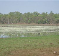 Leaning Tree Lagoon Nature Park - Accommodation NSW