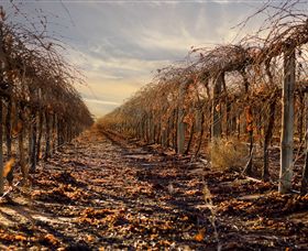 Andrew Peace Wines - Accommodation NSW 2