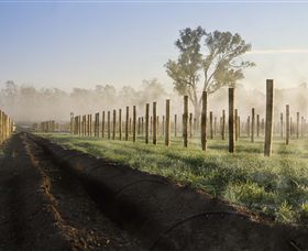 Andrew Peace Wines - Accommodation NSW 5